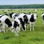 Disease Control in Cattle
