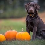 Snacks for Dogs
