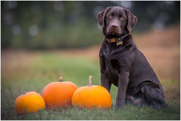 5 Healthy Snacks for Dogs