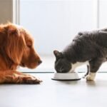 Wholesale Pet Food Business