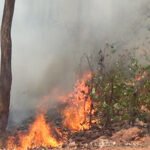 How Fire Broke out in the Forests of Simpilipal in Odisha and Shook the whole Nation