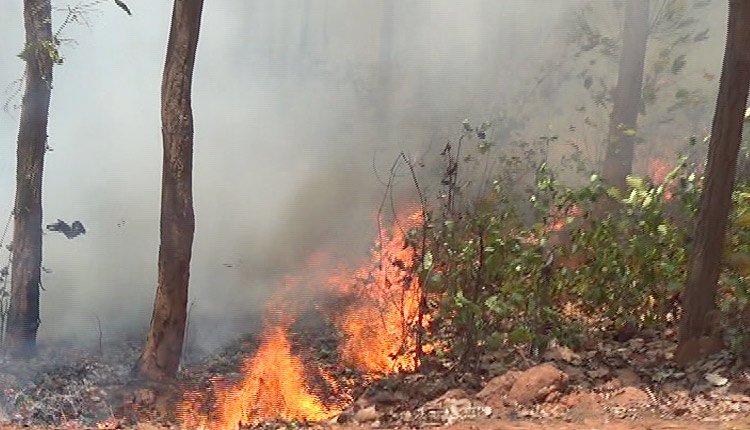 How Fire Broke out in the Forests of Simpilipal in Odisha and Shook the whole Nation