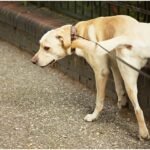 Why Do Dogs Mark Their Territory