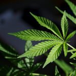 Marijuana
