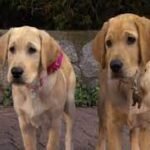 When it Comes to Dog Adoption, Why Are Street Dogs The Best?