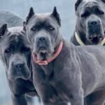 Banned Dog Breeds In India