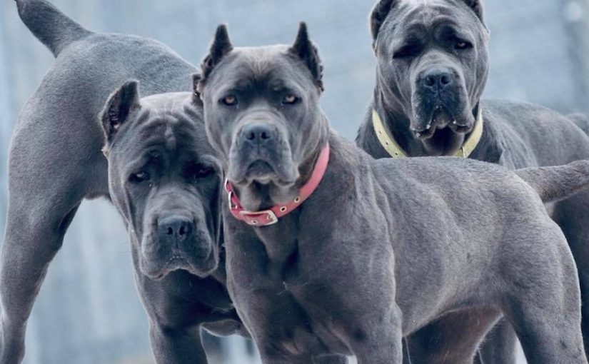 Top 10 Banned Dog Breeds In India