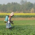 Pesticides In India
