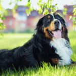 Top 10 Dog Friendly Activities in Boston