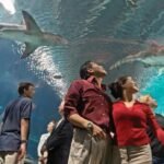Best Aquariums in the US