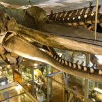 Best Museums in Boston