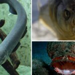 Most Dangerous Fish in the World