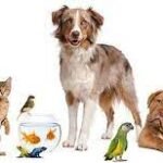 Pet store