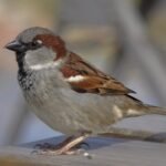 world sparrow day