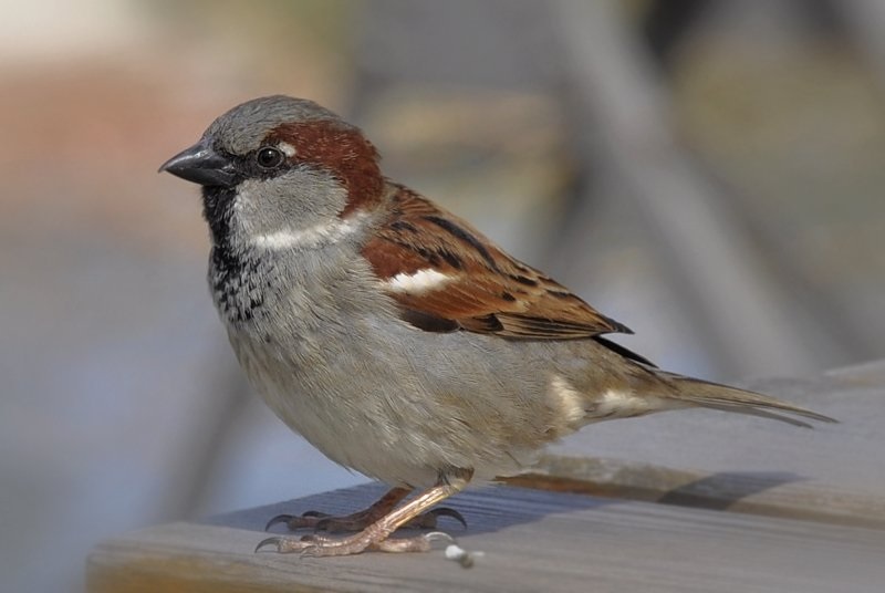 World Sparrow Day- Know About The Date, Theme, History, And Importance