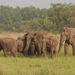 Differences between Asian Elephants & African Elephants