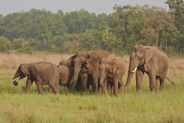 Differences between Asian Elephants & African Elephants