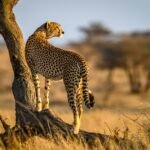What to Expect When Doing Safaris in Tanzania
