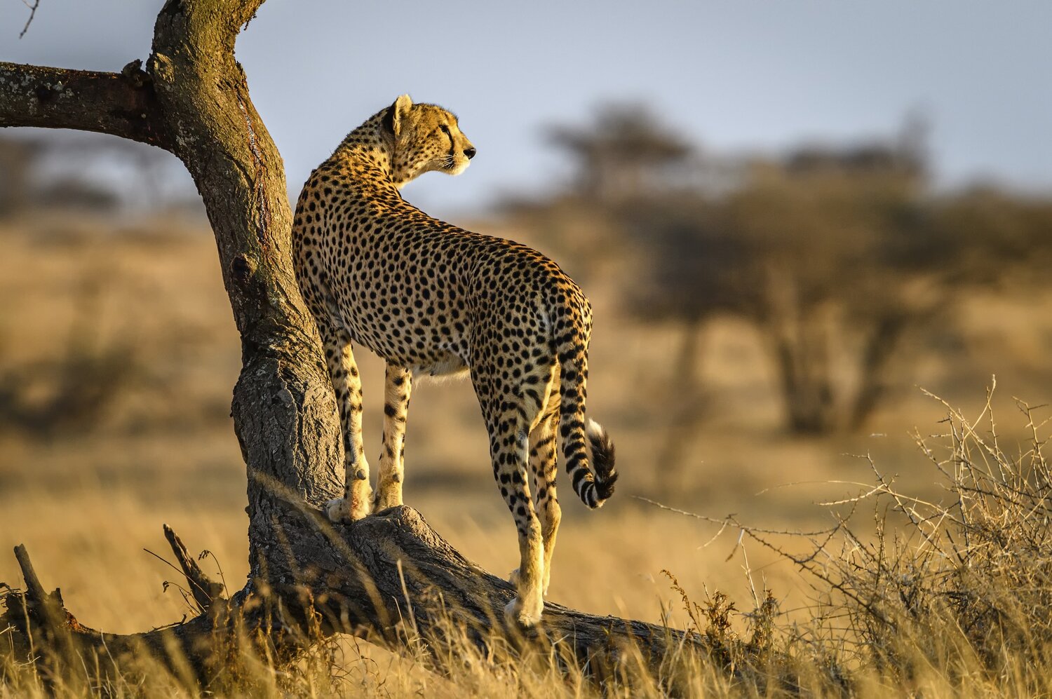 What to Expect When Doing Safaris in Tanzania